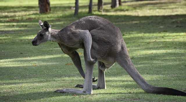 Negocjowanie na kangura
